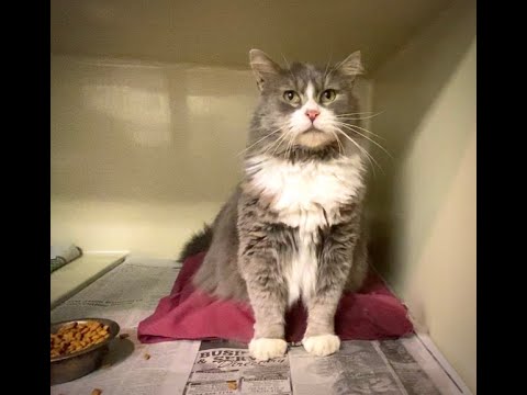 Emmett, an adopted Domestic Long Hair Mix in Kittanning, PA_image-1