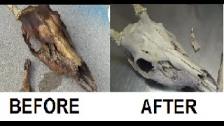 Deer Skull - easy and mess free way of whitening your skull.