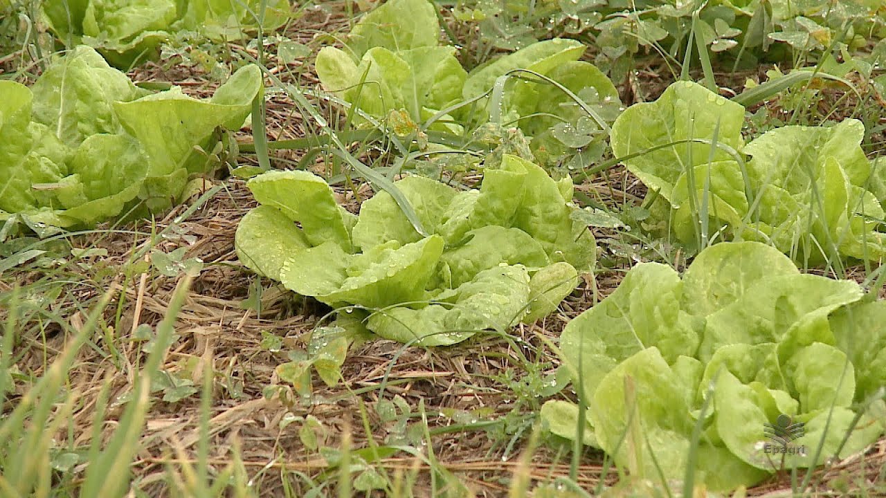 Conversão para SPDH - Sistema de Plantio Direto de Hortaliças