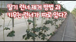 딸기 런너 제거 방법 과 모든 런너로 딸기 묘를 키울 수 있을까?? 그 시기도 중요하다…