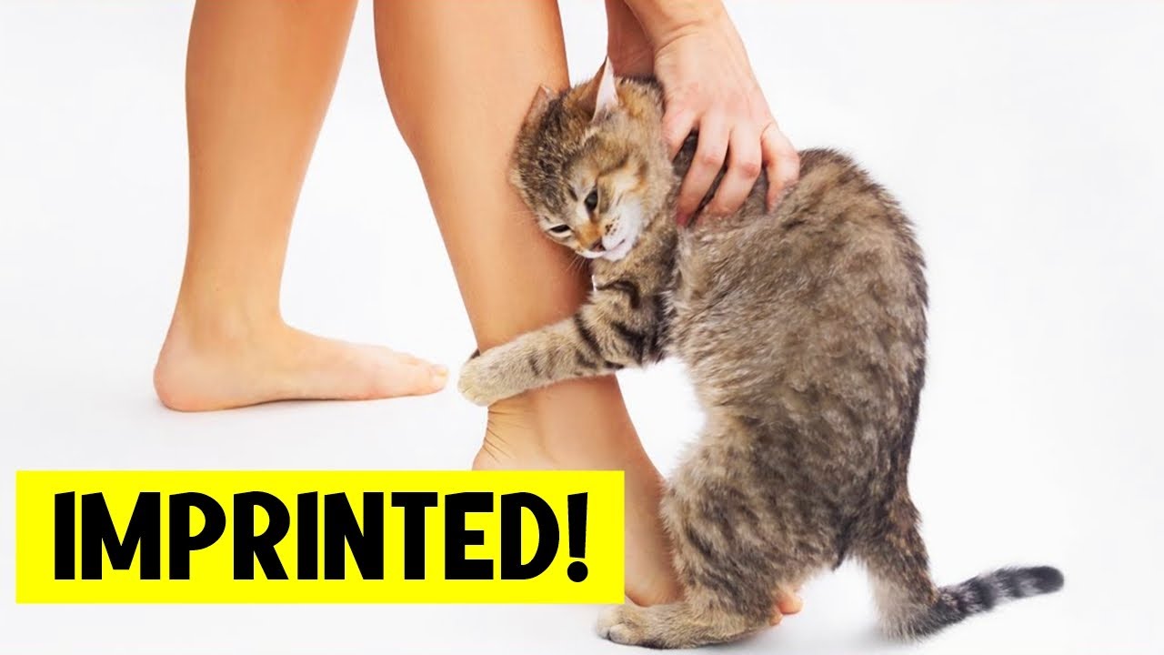 The 10 Signs Your Cat Has IMPRINTED On You! 😸