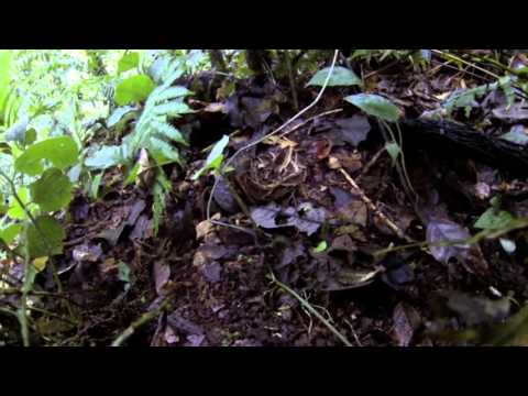 Scary encounter with Fer De lance snake in Costa Rica 1080p GoPro