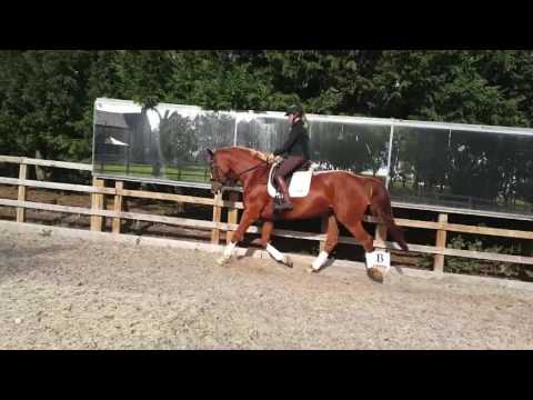 Stunning 6yo First Premium Dressage Mare For Sale £8950