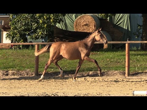 Nr. 20 Reine Freude R SF Rheingold - FS Champion de Luxe