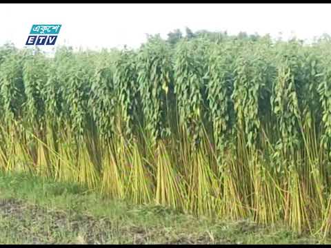 পাটের আবাদ বাড়লেও বিপাকে ঠাকুরগাঁওয়ের চাষীরা