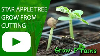 How to grow Star apple tree from cutting