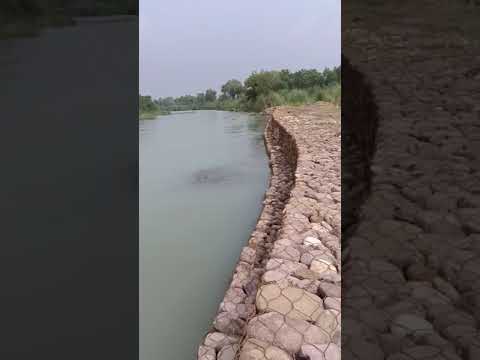 Jaswinder Singh#shorts