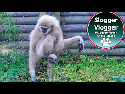 Hilarious Gibbons Freak Out About Rodent