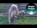 Hilarious Gibbons Freak Out About Rodent