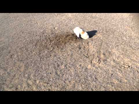 Ловец сусликов