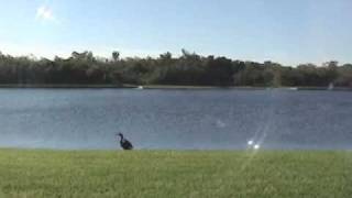 Heron Shores - Wild Water Fowl