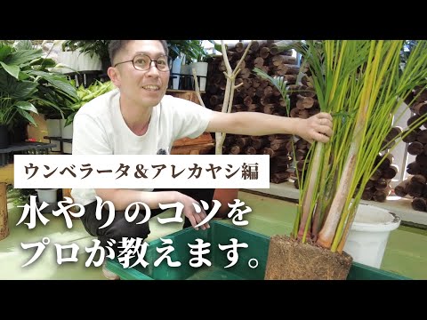 ゴールデンフルーツヤシ、アレカヤシ 植物