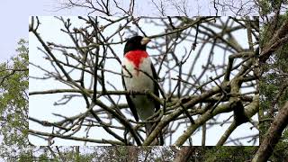 Download lagu Rose-breasted Grosbeak Song mp3