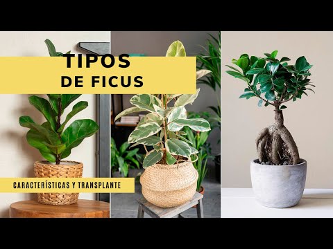 , title : 'TIPOS de FICUS: Características y trasplante 🌱 ¡Aprende todo sobre esta planta de interior!  🌱'