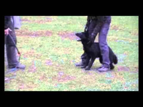 ERIC Aykmar - 5,5 months - DEFENCE - h: Marek Černý