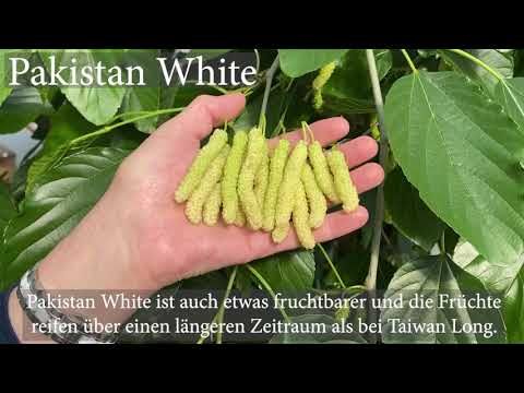 Schwarz und weiß Maulbeere Morus macroura