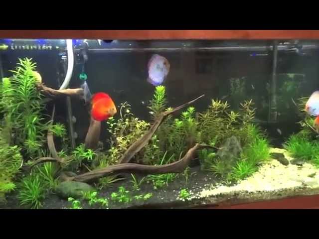 New Scape on the 150 Planted Discus Tank
