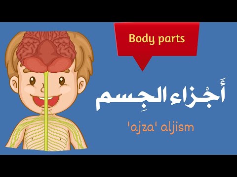 Arabic Vocabulary (101) Body Parts in Arabic أجزاء الجسم