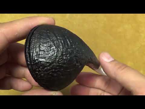 Pipa Ser Jacopo (S1) A  - Bent Rhodesian - SJ247