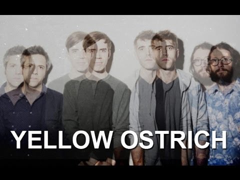 Usa - Yellow Ostrich
