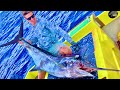 MARLIN BLEU Haura à La Traine En POLYNÉSIE
