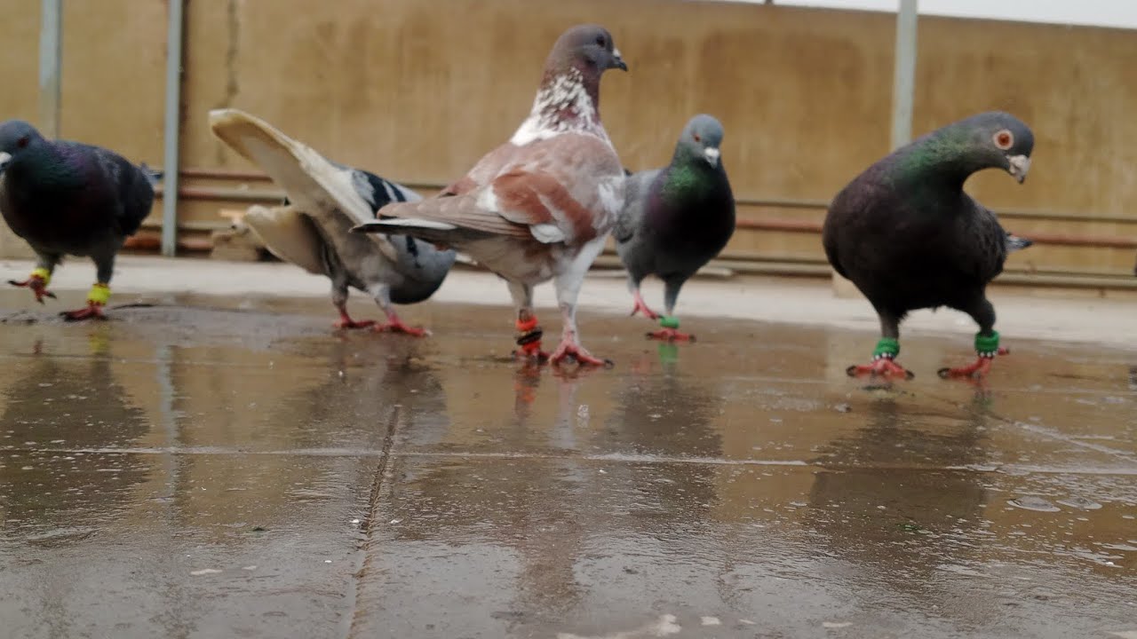 Naye Kabootar set kiye 2 Kabootar pakar Liye.