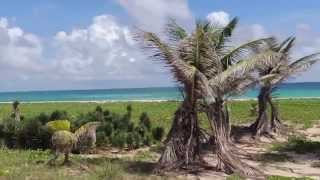 preview picture of video 'Cheez don Bread, Barbados surfing accommodation'