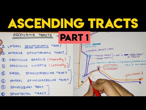 Ascending Tracts - 1 | Spinal Cord