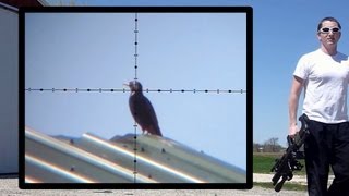 Bird Watching &quot;Airgun Style&quot; [Pest Bird Hunting] - Episode 2