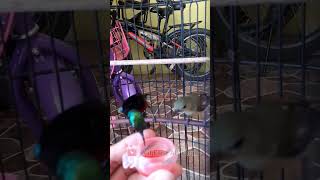 Download lagu Sepasang Kolibri Ninja Makan Nektar ! Konin 27122024 #kicaumania #konin mp3