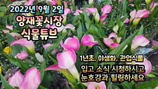 양재꽃시장 식물튜브 2022년 9월 2일  [꽃범의꼬리, 억새류, 갈대류, 국화류, 관엽류 등등 ] #양재꽃…