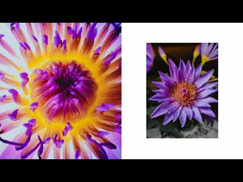 Xiaomi Redmi K30 Pro Telephoto Macro Lens Test