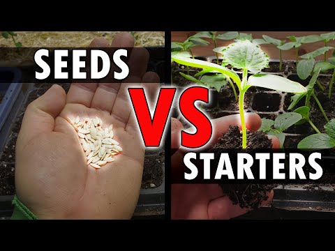 Growing Corn Part 1 Planting and Germinating