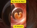 How Twins Are Made? | Identical vs Fraternal Twins Explained in 30 Seconds