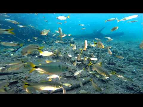 YouTube video about: Are there fish in cenotes?
