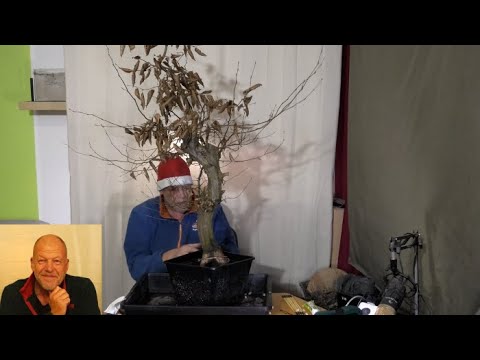 Dicke Dinger zu Weihnachten Teil 2