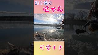釣りをしていたら猫にゃんが膝の上に乗ってきた！！！可愛いかよ#shorts #cat #猫のいる暮らし #釣り #猫