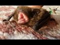 Bat