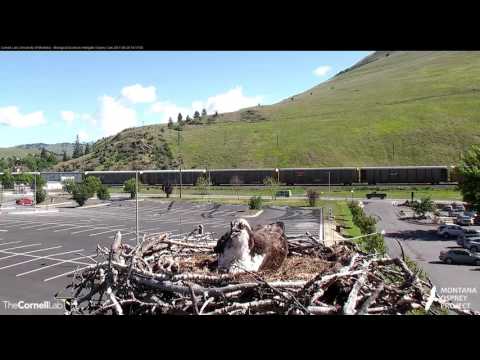 Louis Brings in Sticks to Hellgate Nest – May 26, 2017