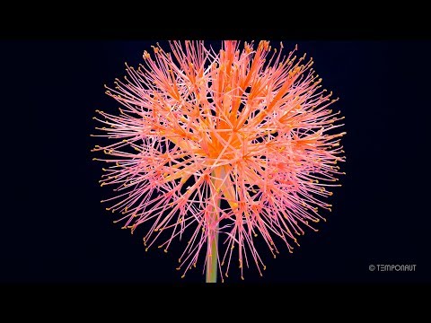 Scadoxus Time-lapse
