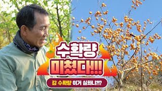 [감 이야기] 양재갑 Chapter5 둥시 과일산업대전 수상자는 어떻게 대과를 만들까?? 눈으로 보고도 믿기…
