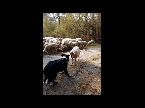 This Headstrong Lamb Won't Back Down From Confrontation With Sheep Dog