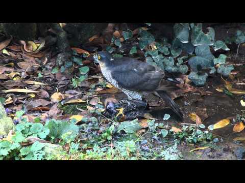 Sparrowhawk catches another Starling - #2
