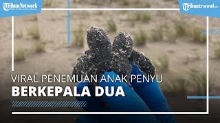 Viral Penyu Berkepala Dua Kagetkan Pengunjung Pantai, Ditemukan di Pesisir Pantai AS
