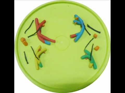 MEIOSE I E II (corrigido)