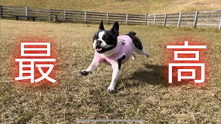 ドッグランに行きたくて千葉まで行ってきたよ！
