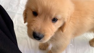 So cute,the puppy that eats munching! First rope play.