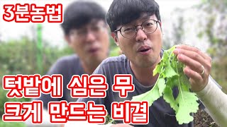 텃밭에 심은 무. 크기를 크게 만드는 비결│농사직방