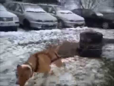 AboutPIT : Brutus - Rm.Sarat (weight pulling)