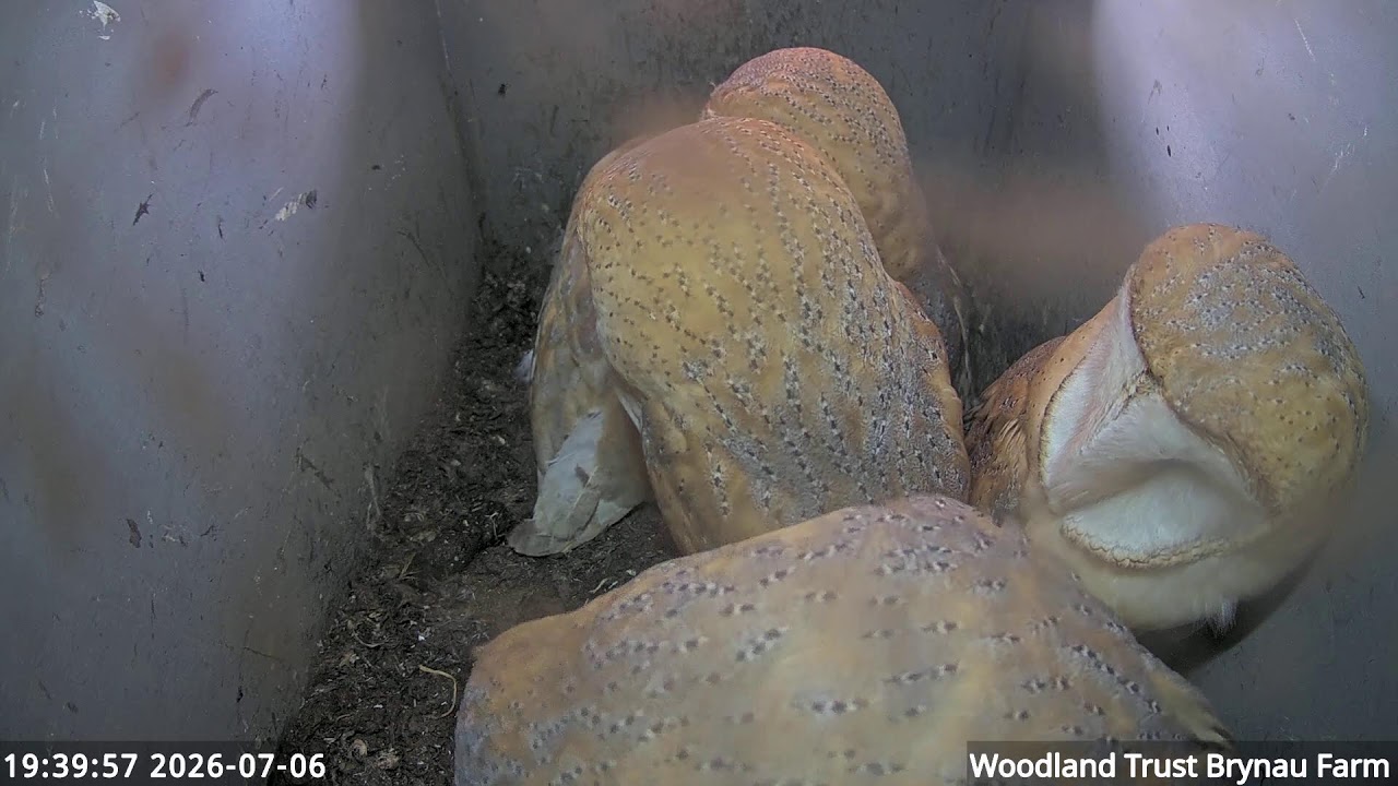 Live webcam view of Nido de Lechuzas en Brynau Farm